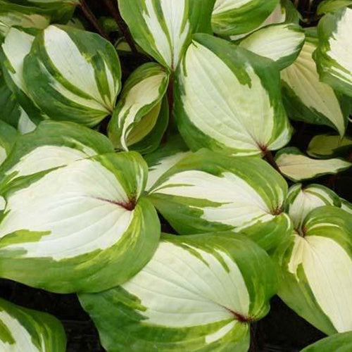 Hosta Raspberry Sundae Funkia - Willemse
