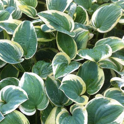 Hosta Snow Cap Funkia - Willemse