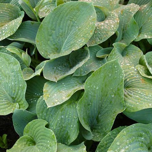 Hosta Elegans Funkia sieboldiana - Willemse