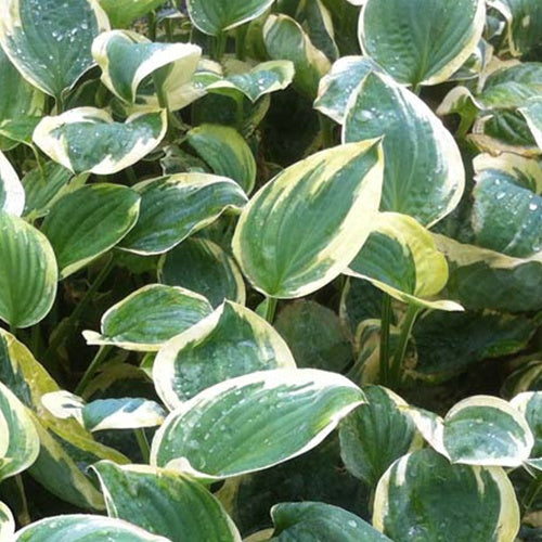 Hosta Shade Fanfare - Willemse
