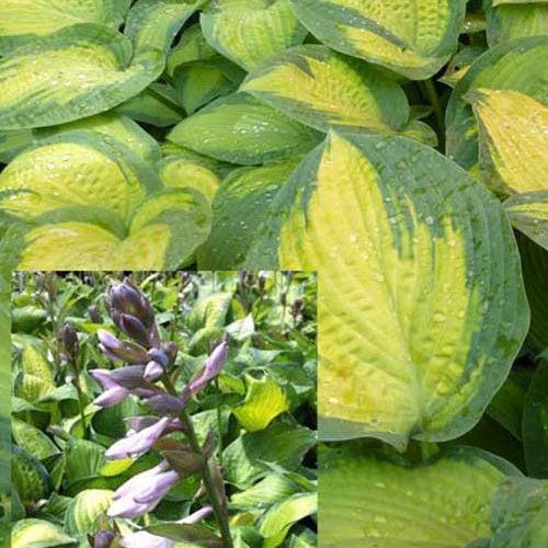 Hosta de Siebold Kabitan - Willemse