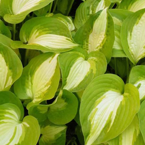 Hosta Summer Music Funkia - Willemse