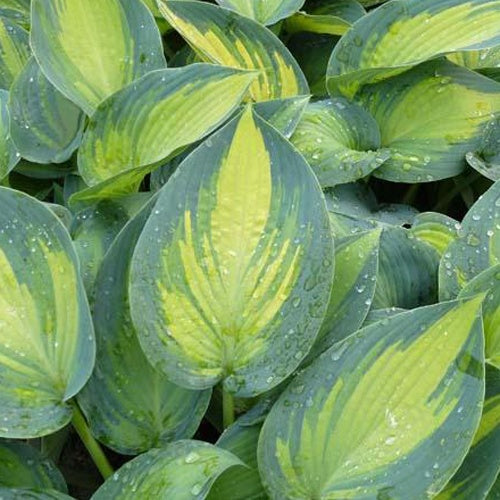 Hosta June Fever EXTRA - Willemse