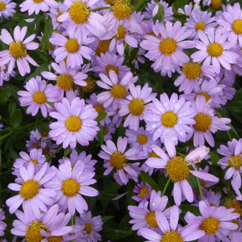 Faux-aster mongol Antonia - Willemse