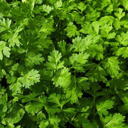 3 Cerfeuils communs - Willemse