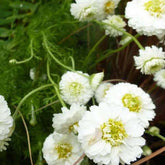 Camomille romaine Ligulosum - Willemse