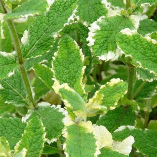 3 Menthes gingembre panachée Menthes gingembre Variegata - Willemse