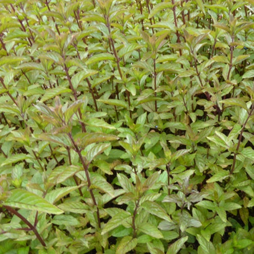 3 Menthes poivrées Nigra - Willemse