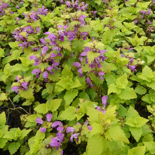 3 Lamiers tachetés Cannons Gold - Willemse