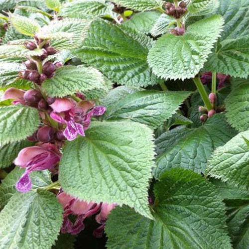 Lamium orvala Lamier orvale - Willemse
