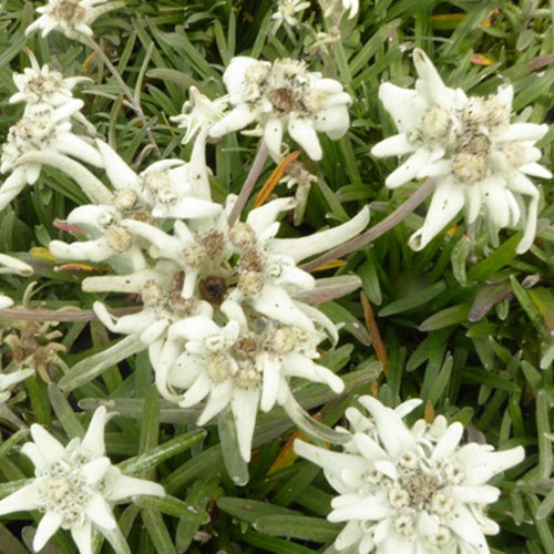 3 Edelweiss des Alpes Mont Blanc - Willemse