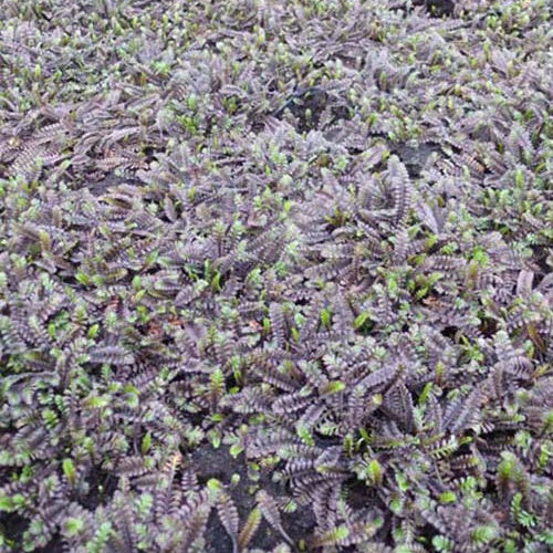 Cotule Platts Black Leptinelle Platts Black - Willemse