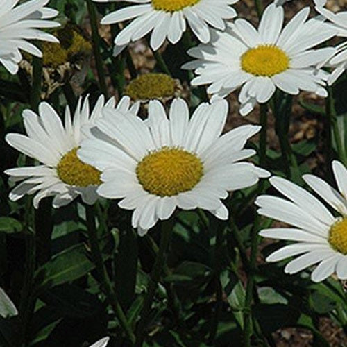 3 Leucanthèmes Brightside Grande Marguerites Brightside - Willemse