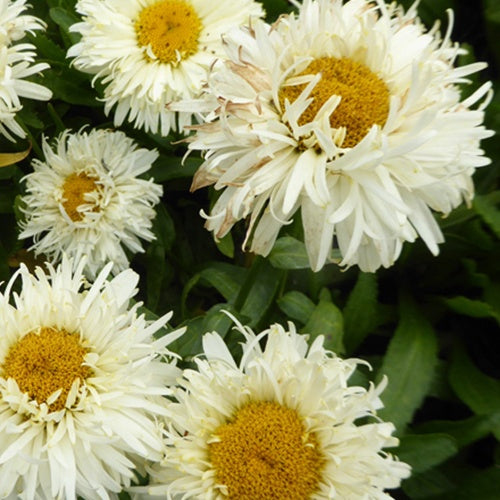 Marguerite d'été King's Crown Leucanthème King's Crown - Willemse