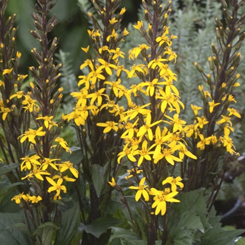 Ligulaire Bottle Rocket - Willemse