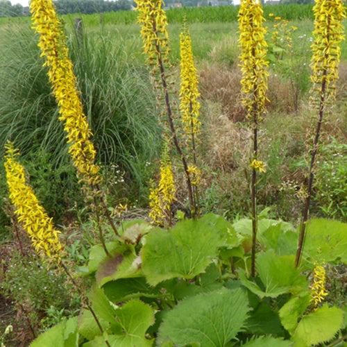 Ligulaire Zepter - Willemse