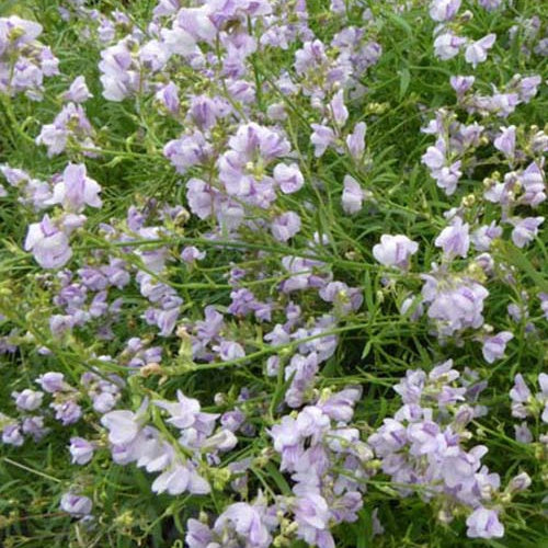 Linaire Antique Silver - Willemse