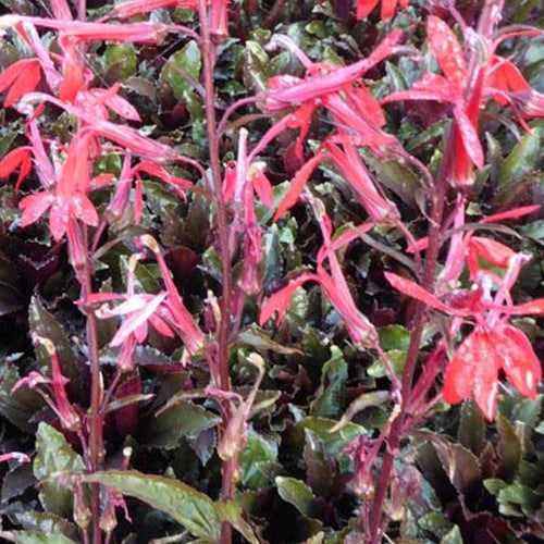 Lobélie écarlate Black Truffle - Willemse