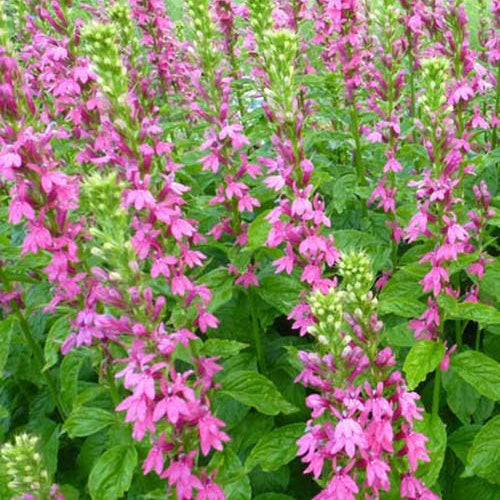 Lobélia vivace rose Lobélie Monet Moment - Willemse