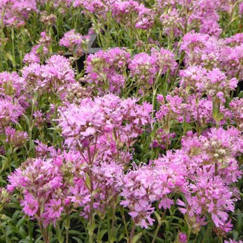 3 Lychnis des Alpes Rosea - Willemse