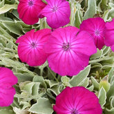 Coquelourde des jardins Atrosanguinea - Willemse
