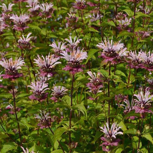 3 Monardes Ou Charm Monardes d'Oudolf - Willemse
