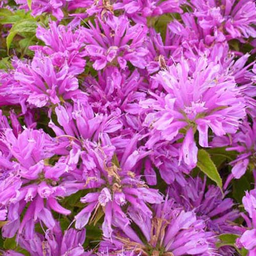Monarde Petite Delight - Willemse