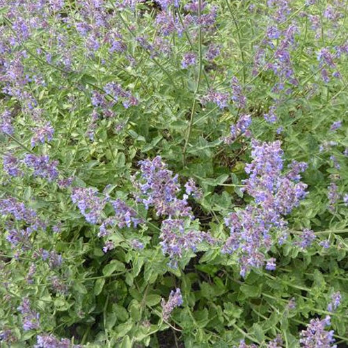 3 Menthes des chats Six Hills Gold - Willemse