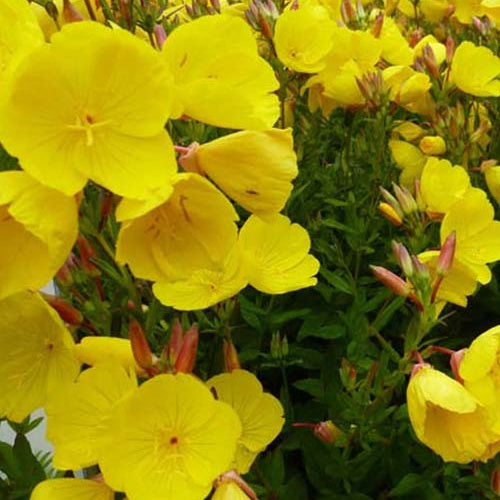 Oenothère Onagre Hohes Licht - Willemse