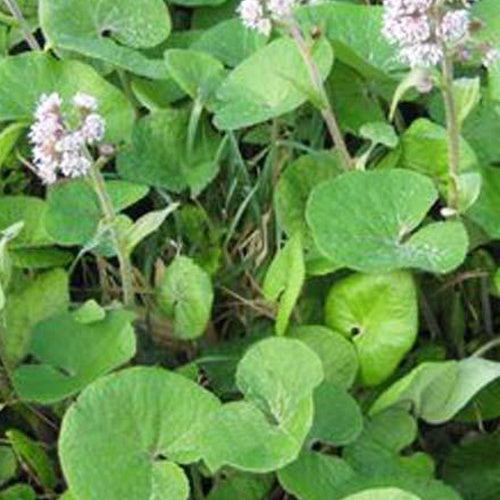 Héliotrope dhiver Pétasite odorant Petasites fragrans - Willemse
