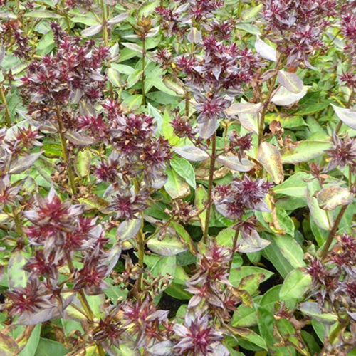 Phlox paniculé Blind Lion - Willemse
