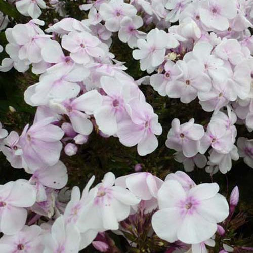 Phlox paniculé Monica Lynden Bell - Willemse