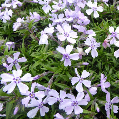 3 Phlox mousses Benita - Willemse