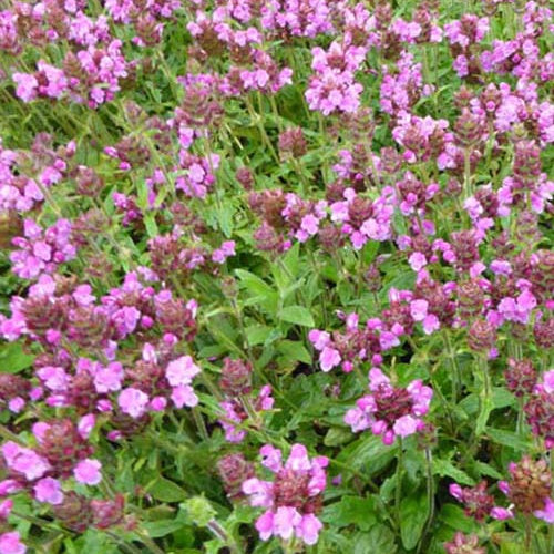 Brunelle Rosea - Willemse