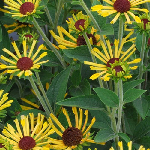 Rudbéckie velue Little Henry - Willemse