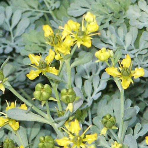 Rue des jardins Jackman's Blue - Willemse