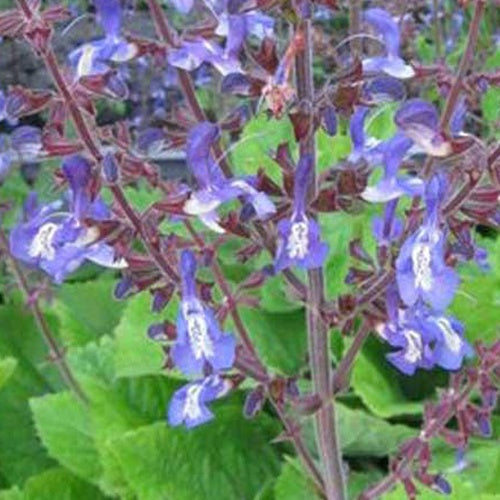 Sauge de Forsskaol - Willemse