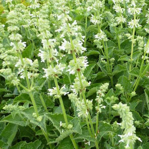 Sauge verticillée Alba - Willemse