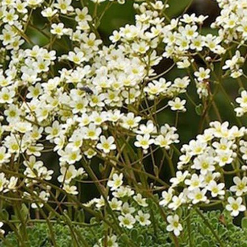 Saxifrage paniculé - Willemse