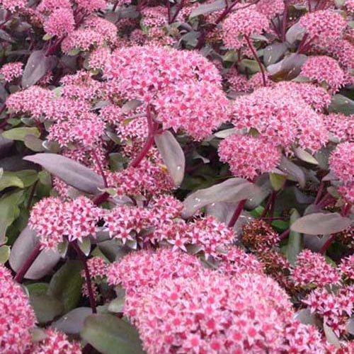 Orpin Purple Emperor Orpin Washfield Purple - Willemse