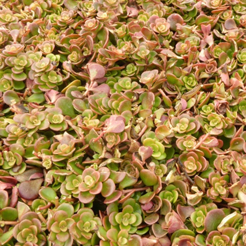 3 Orpin de Makino - Willemse