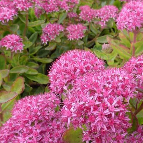 Orpin remarquable Septemberglut Orpin d'automne Septemberglut - Willemse