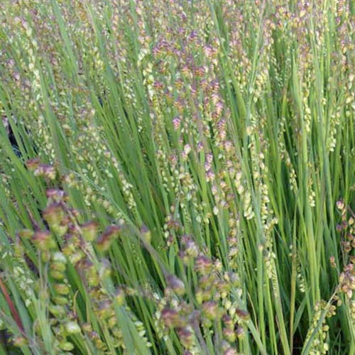 Amourette vivace Limouzi Brize Limouzi - Willemse