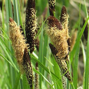 Carex acutiformis - Laîche des marais - Carex