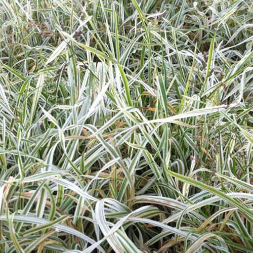 3 Dactyles aggloméré Variegata Dactyle pelotonné panaché - Willemse