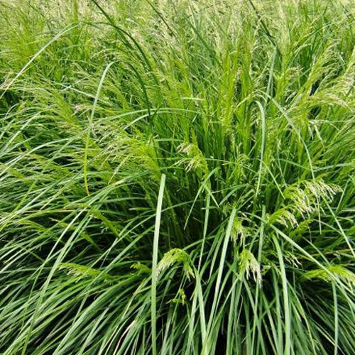 Canche cespiteuse Palava - Willemse