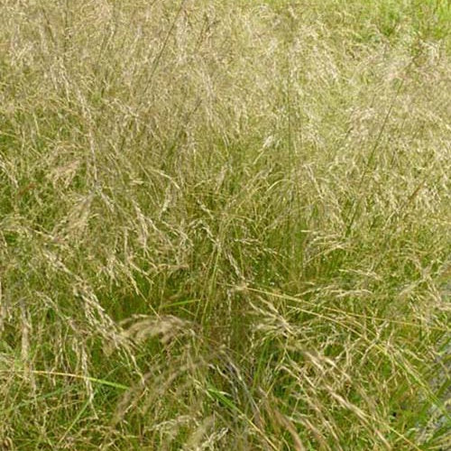 3 Canches cespiteuses Schottland - Willemse