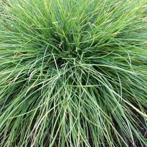 3 Fétuques filiforme Herbe aux fils - Willemse