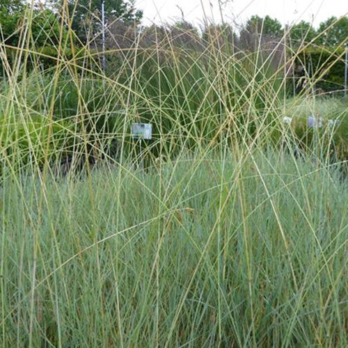 Avoine vivace Saphirsprudel - Willemse