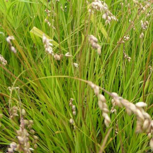 Mélique uniflore - Willemse